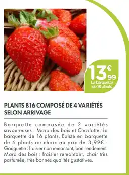 Point Vert Plants b16 composé de 4 variétés selon arrivage offre