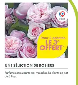 Point Vert Une sélection de rosiers offre