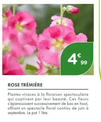 Point Vert ROSE TRÉMIÈRE offre