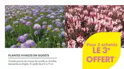 Point Vert Plantes vivaces en godets offre