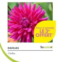 Point Vert Dahlias offre