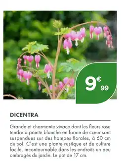 Point Vert DICENTRA offre