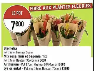 Bromelia, Mix Rosa Mini Et Begonia Mix, Anthurium, Lys Oriental
