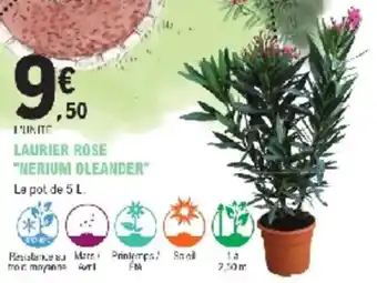 E.Leclerc Jardi Laurier rose nerium oleander offre