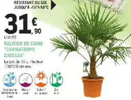 E.Leclerc Jardi Palmier de chine chamaerops excelsa offre