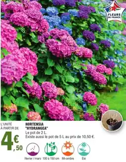 E.Leclerc Jardi Hortensia "hydrangea" offre