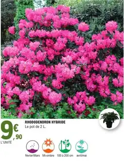 E.Leclerc Jardi Rhododendron hybride offre