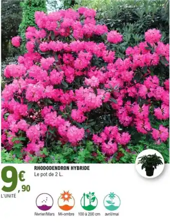 E.Leclerc Jardi Rhododendron hybride offre