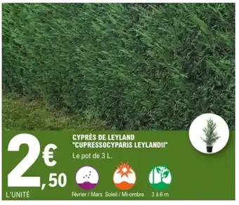 E.Leclerc Jardi Cyprès de leyland "cupressocyparis leylandii" offre