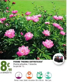 E.Leclerc Jardi Pivoine "paeonia suffruticosa" offre