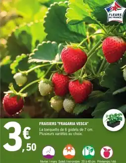 E.Leclerc Jardi Fraisiers "fragaria vesca" offre