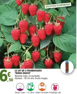 E.Leclerc Jardi Le lot de 5 framboisiers "rubus idaeus" offre