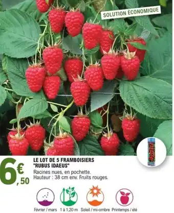 E.Leclerc Jardi Le lot de 5 framboisiers "rubus idaeus" offre