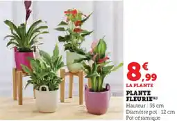 Hyper U Plante fleurie offre