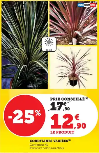 Hyper U Cordylines variées offre