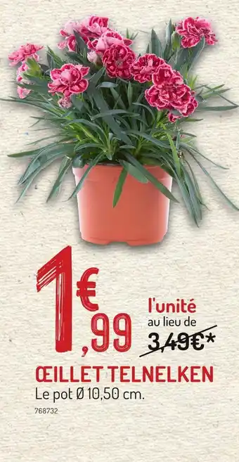 Botanic Œillet telnelken offre