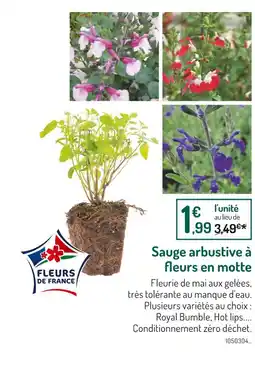 Botanic Sauge arbustive à fleurs en motte offre