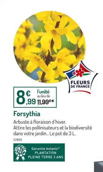 Botanic Forsythia offre