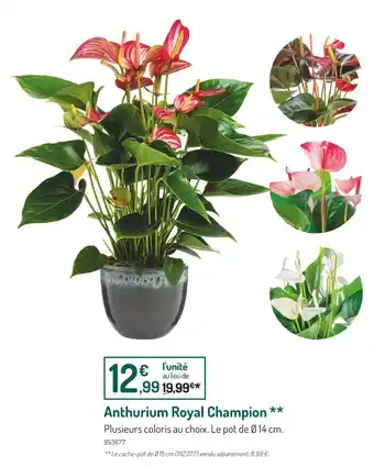 Botanic Anthurium royal champion offre