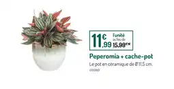 Botanic Peperomia + cache-pot offre