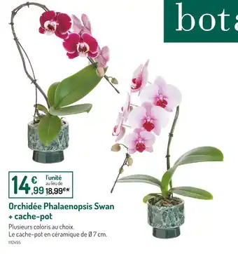 Botanic Orchidée Phalaenopsis Swan + cache-pot offre