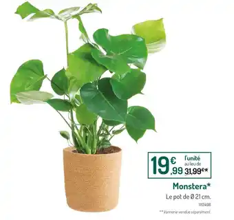 Botanic Monstera offre