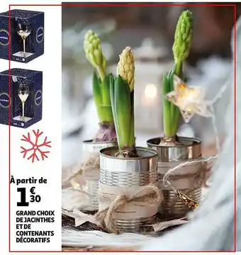 Auchan Grand Choix De Jacinthes Et De Contenants Décoratifs offre