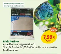 Maxi Zoo ANTINEA Sable Antinea offre