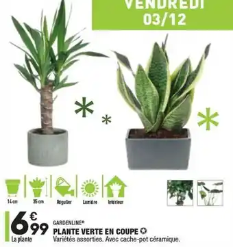 Plante Verte En Coupe Gardenline