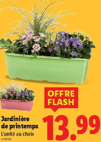 Lidl Jardinière de printemps offre