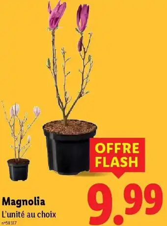 Lidl Magnolia offre