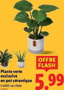 Lidl Plante verte exclusive en pot céramique offre