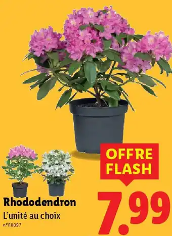 Lidl Rhododendron offre