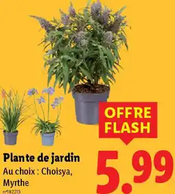 Lidl Plante de jardin offre