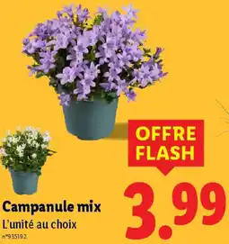 Lidl Campanule mix offre