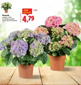 Lidl Hortensia offre