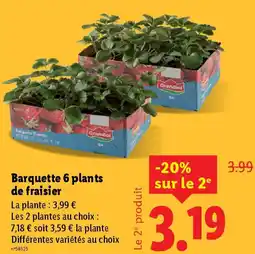 Lidl Barquette 6 plants de fraisier offre