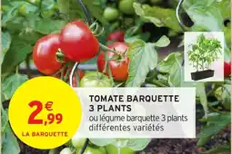 Intermarché Hyper Tomate barquette 3 plants offre