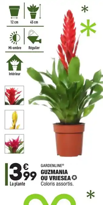 ALDI Guzmania ou vriesea offre