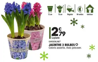 ALDI Jacinthe 3 bulbes offre