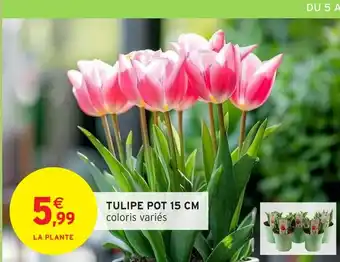 Intermarché Hyper Tulipe pot 15 cm offre