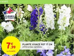 Intermarché Hyper Plante vivace pot 17 cm offre