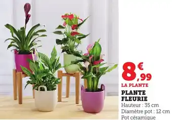 Bi1 Plante fleurie offre