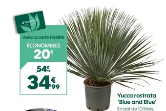 Truffaut TRUFFAUT Yucca rostrata blue and blue offre