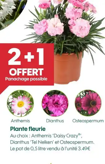 Truffaut Plante fleurie offre