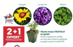 Truffaut TRUFFAUT Plante vivace en godet offre