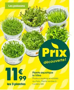 Truffaut Plante aquatique In Vitro offre