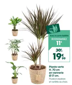 Truffaut TRUFFAUT Plante verte H. 70 cm en vannerie Ø 17 cm offre