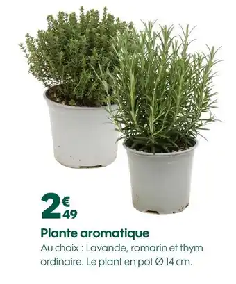 Truffaut Plante aromatique offre