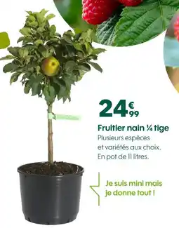 Truffaut Fruitier nain ¼ tige offre